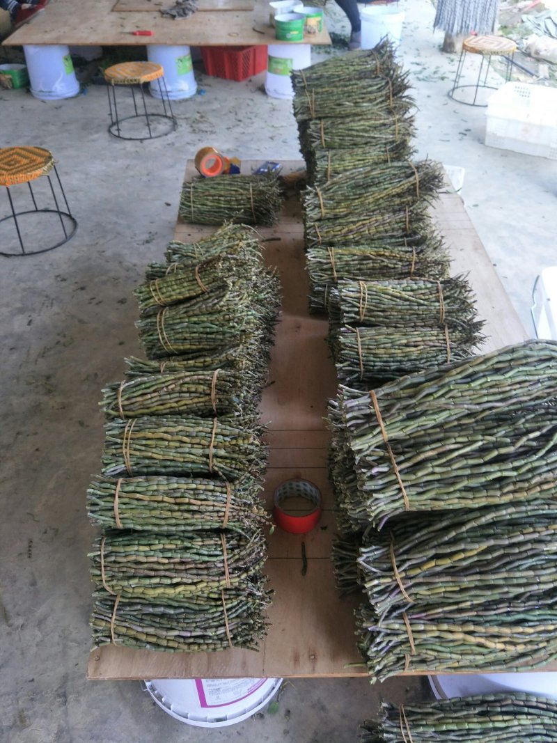铁皮石斛单年草