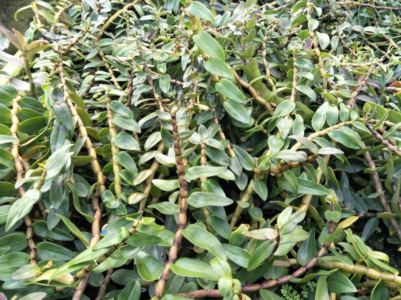 铁皮石斛单年草
