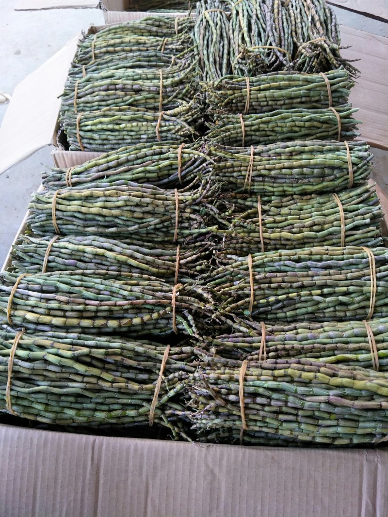 铁皮石斛单年草