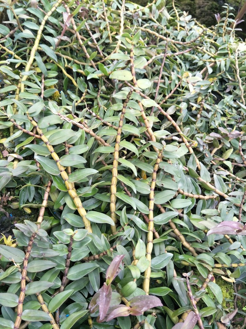 铁皮石斛单年草