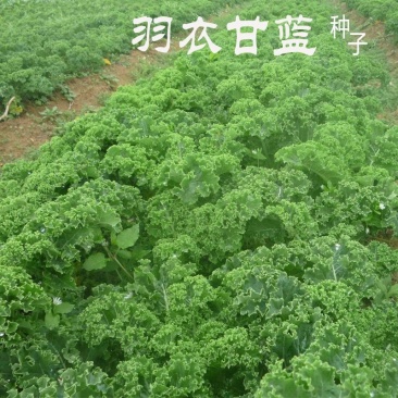 羽衣甘蓝种子/羽衣甘蓝苗耐寒食用观赏紫色蔬菜种子