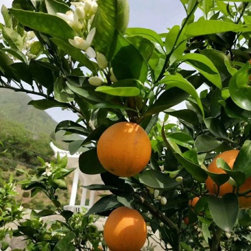 伦晚脐橙