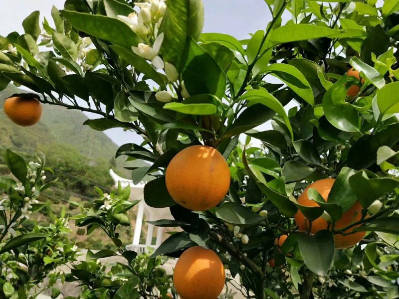 伦晚脐橙