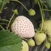 【日本白色恋人·白草莓】日本品种国内种植，