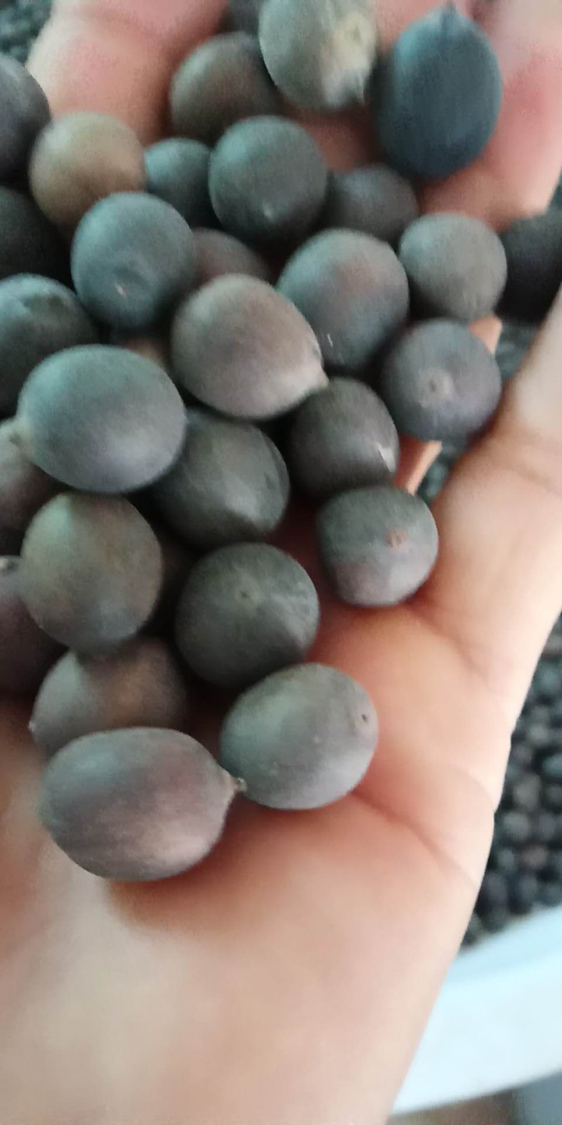 莲蓬脱粒机器一小时可脱500斤