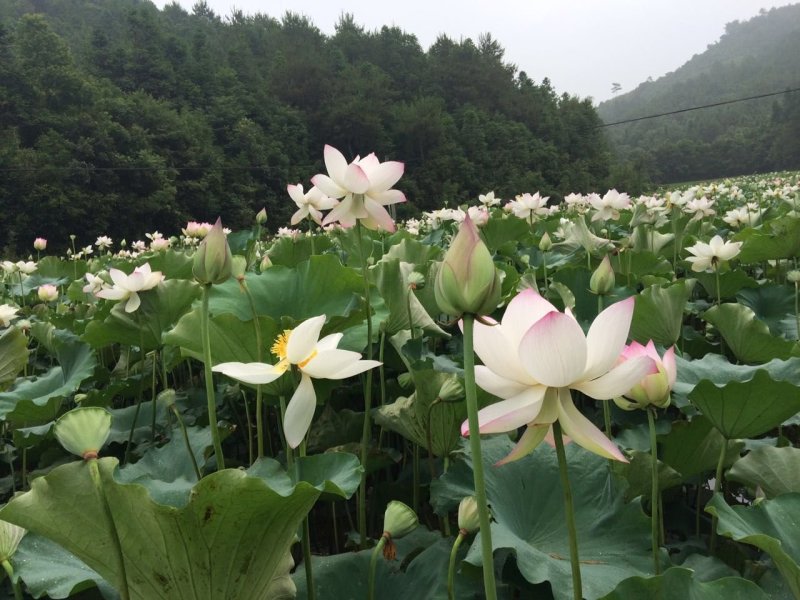 高产杂交莲子种苗基地自产自销、亩产400斤干莲子