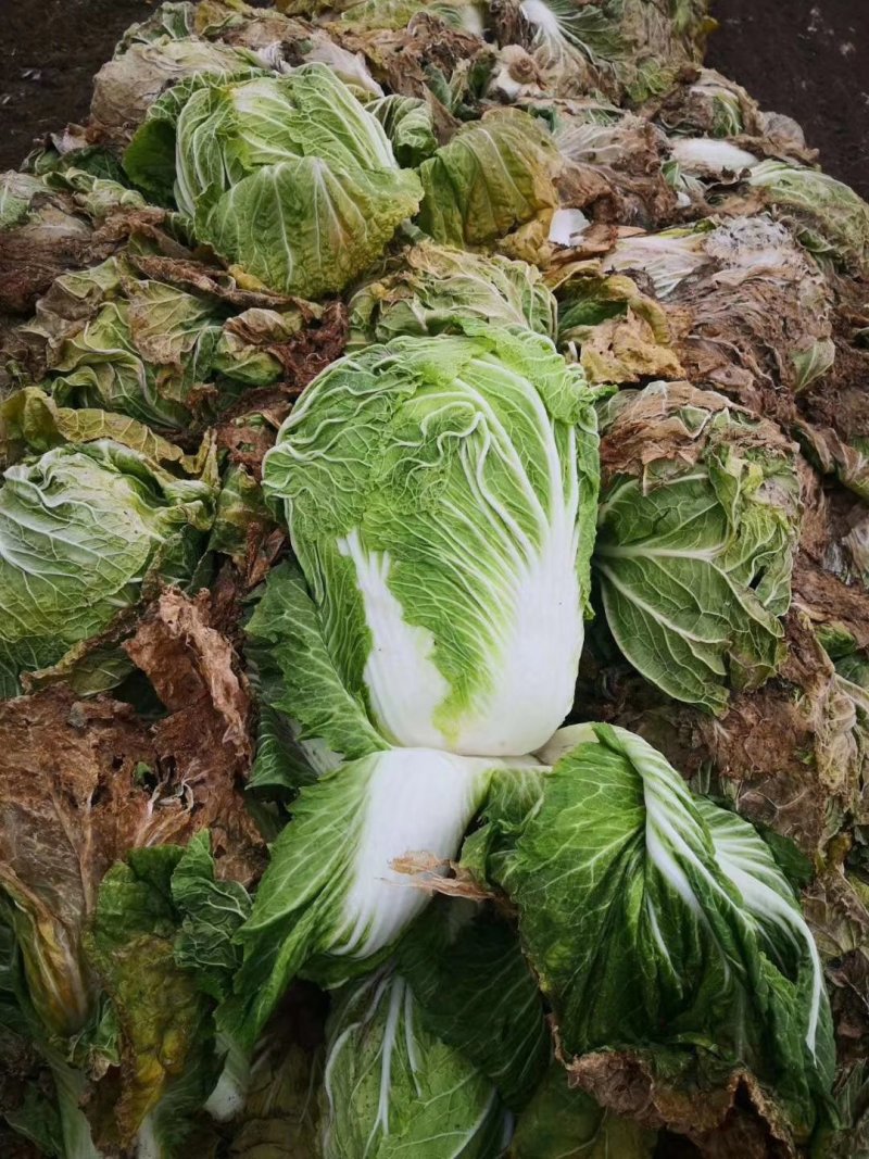 商丘市夏邑县青杂三号白菜，大量供货中，视频看货，欢迎选购