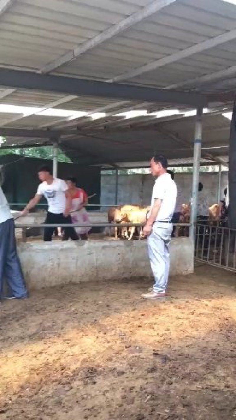 西门塔尔牛公牛品种保证任你挑选包教包会