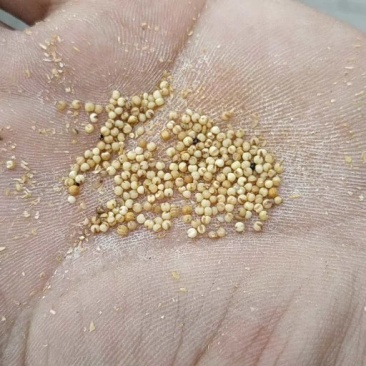 谷子，毛绿豆，油葵，油菜籽质量等级分明，等几分价格