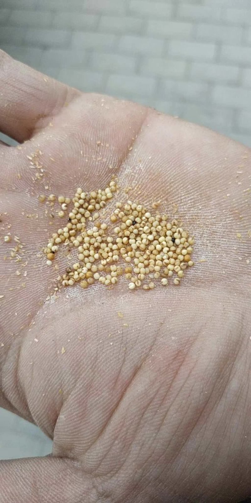 谷子，毛绿豆，油葵，油菜籽质量等级分明，等几分价格