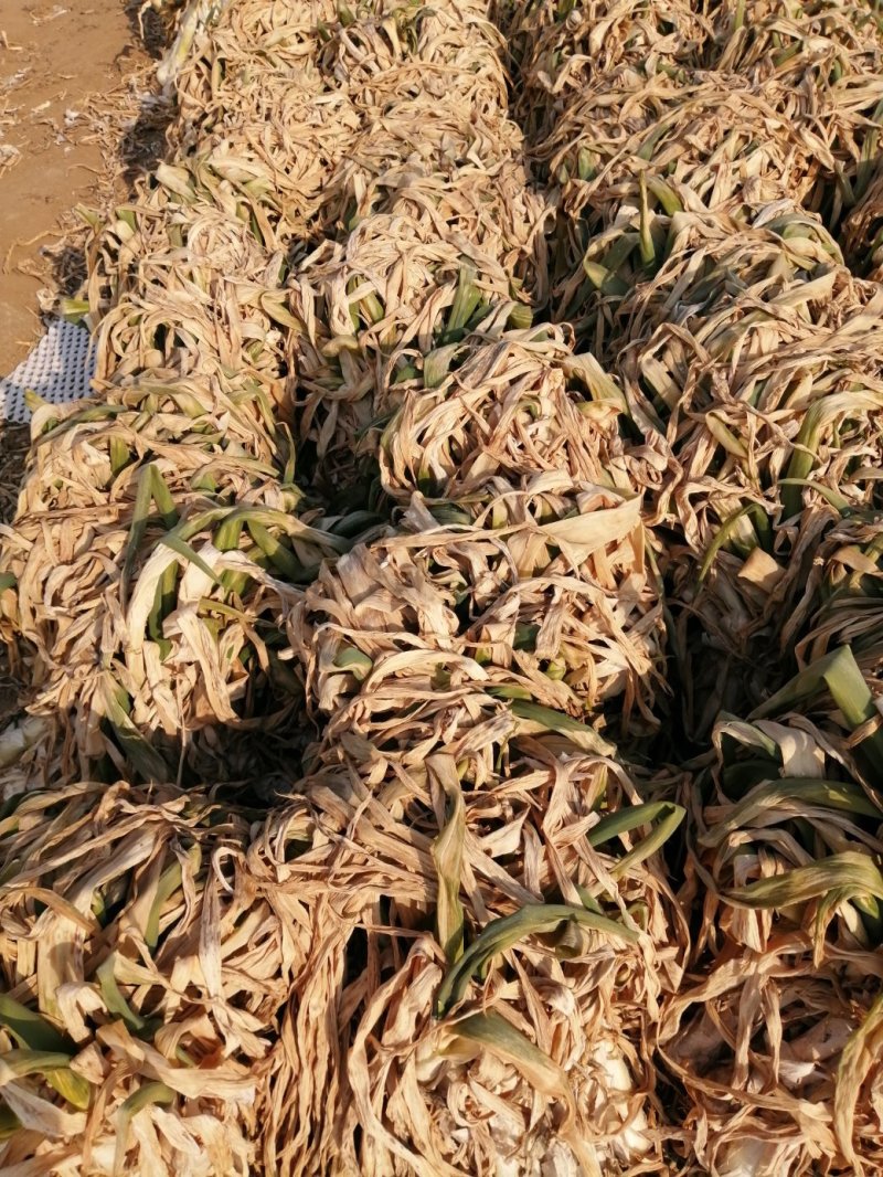 鸡腿大葱，头大，白子长，质量好