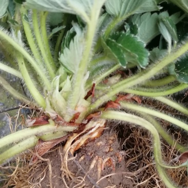 丹莓2号繁殖一代种苗