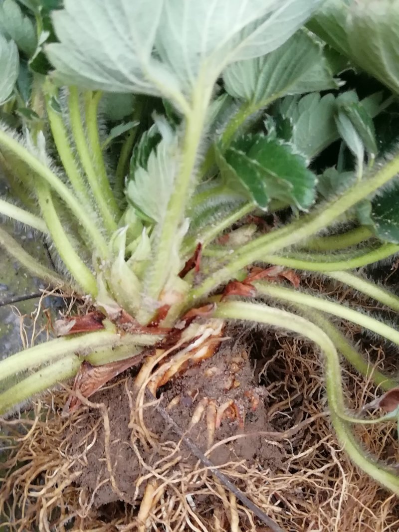 丹莓2号繁殖一代种苗