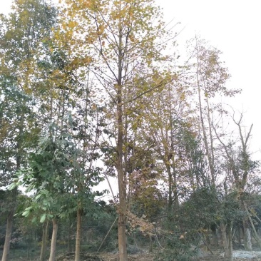 枫香，枫香树，四川枫香树基地出售，成都枫香树批发价格
