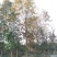 枫香，枫香树，四川枫香树基地出售，成都枫香树批发价格
