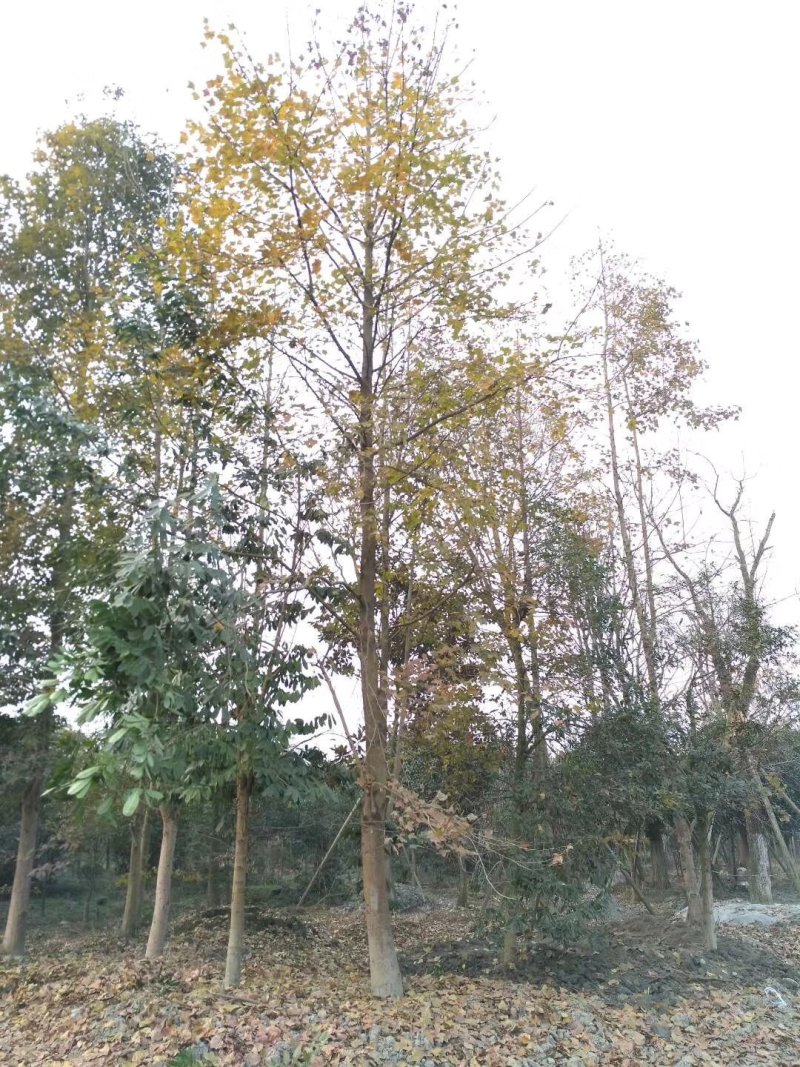 枫香，枫香树，四川枫香树基地出售，成都枫香树批发价格