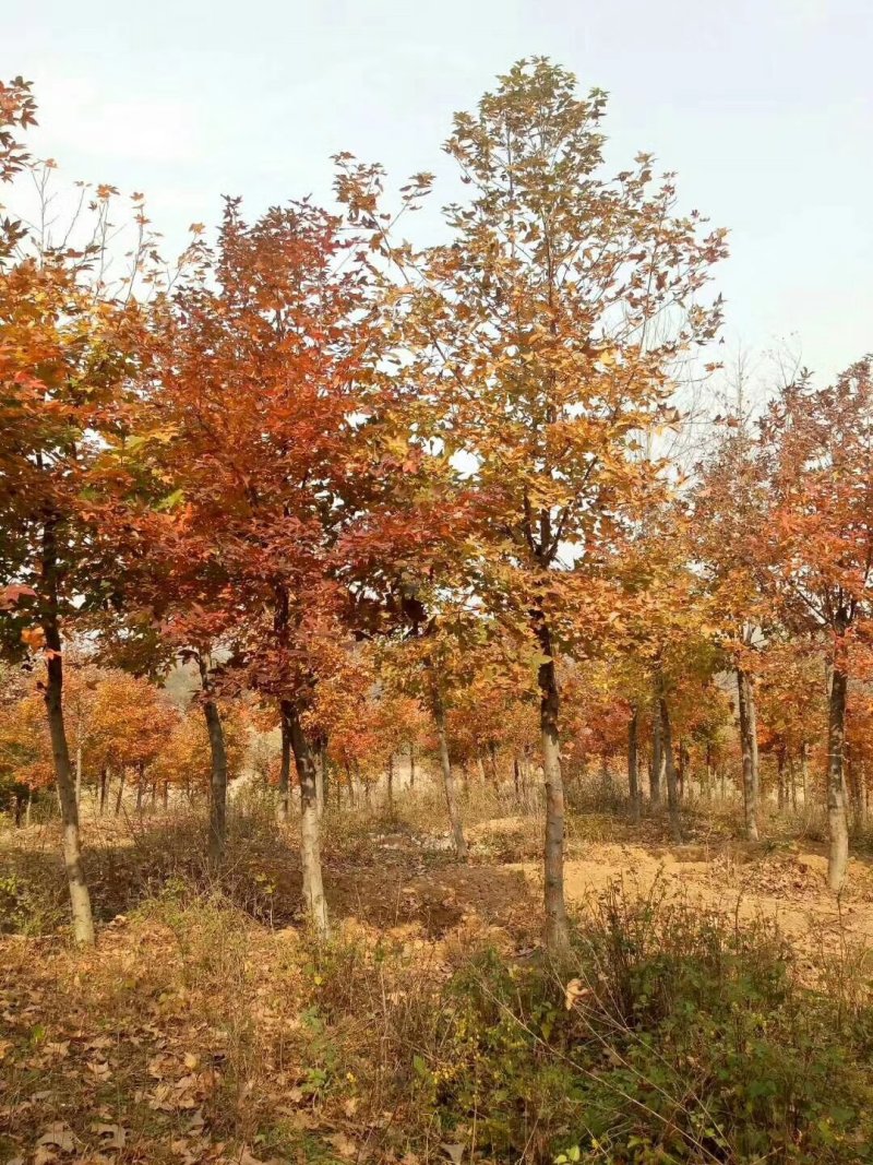 枫香，枫香树，四川枫香树基地出售，成都枫香树批发价格