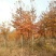 枫香，枫香树，四川枫香树基地出售，成都枫香树批发价格