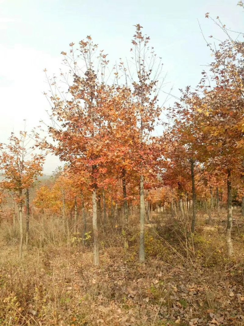 枫香，枫香树，四川枫香树基地出售，成都枫香树批发价格