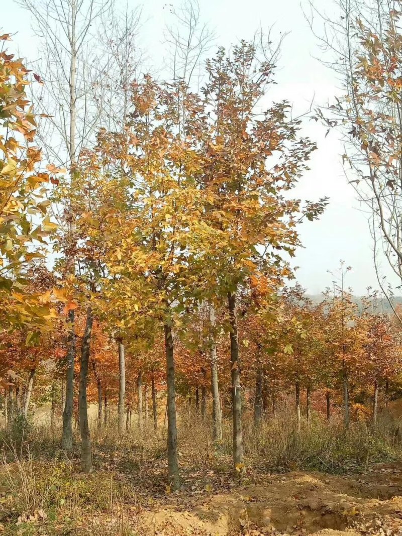枫香，枫香树，四川枫香树基地出售，成都枫香树批发价格