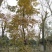 枫香，枫香树，四川枫香树基地出售，成都枫香树批发价格