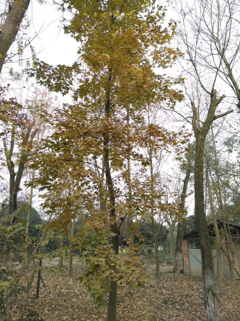 枫香，枫香树，四川枫香树基地出售，成都枫香树批发价格