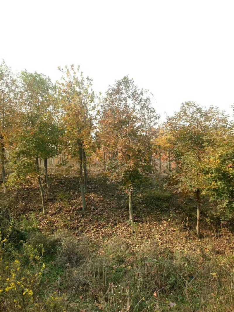 枫香，枫香树，四川枫香树基地出售，成都枫香树批发价格
