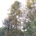 枫香，枫香树，四川枫香树基地出售，成都枫香树批发价格