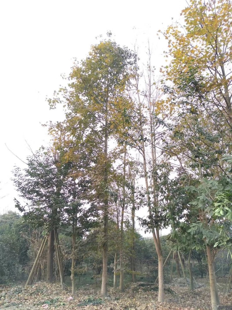 枫香，枫香树，四川枫香树基地出售，成都枫香树批发价格