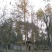 枫香，枫香树，四川枫香树基地出售，成都枫香树批发价格