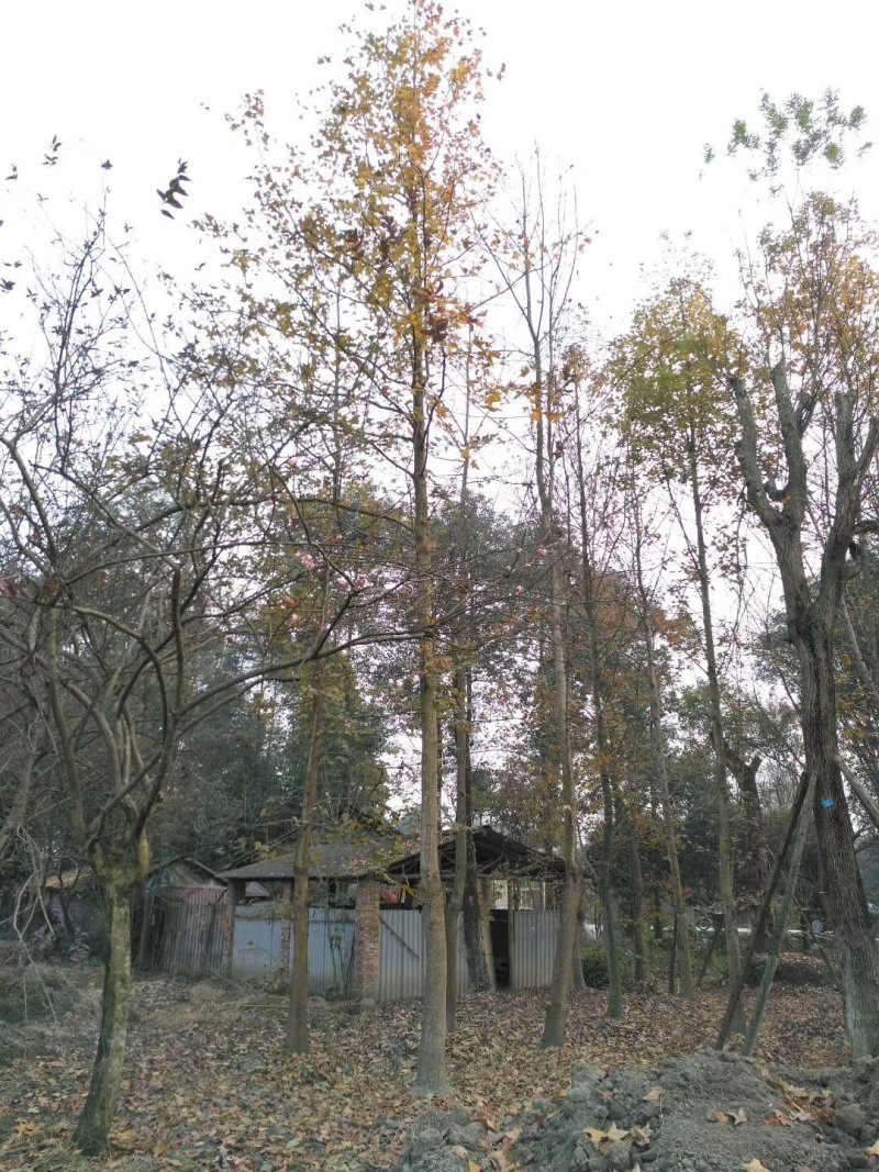 枫香，枫香树，四川枫香树基地出售，成都枫香树批发价格