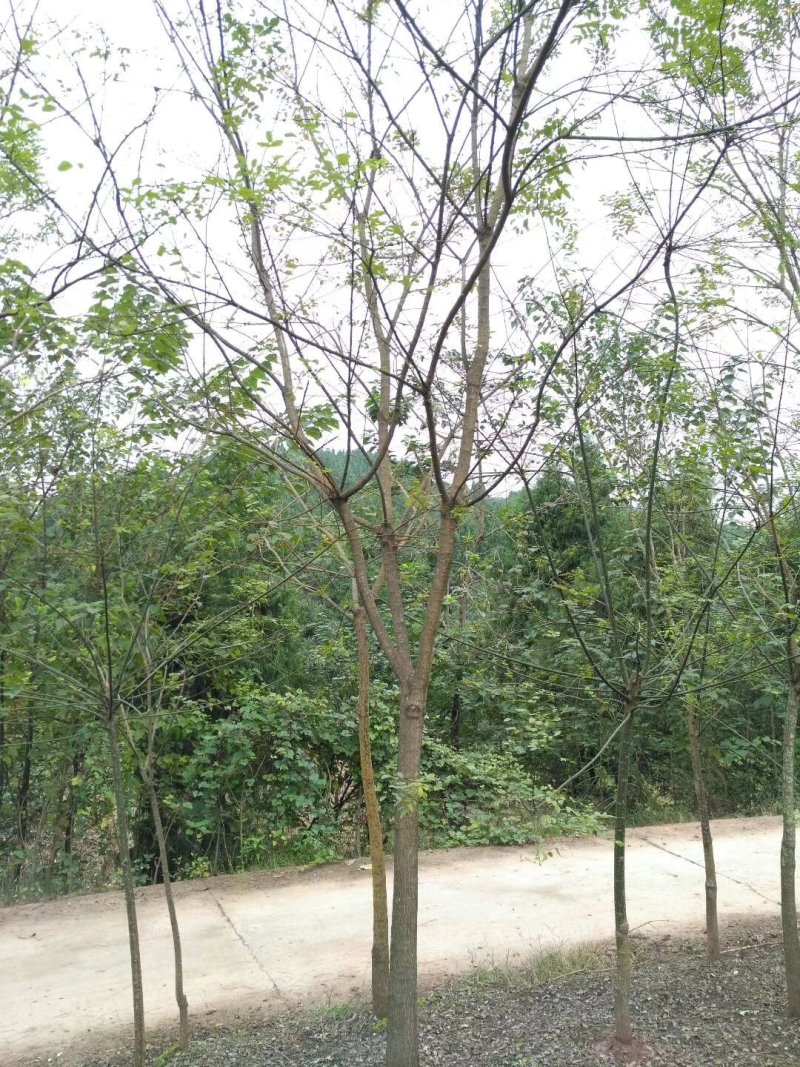 国槐，槐树，四川国槐基地出售，成都国槐批发价格