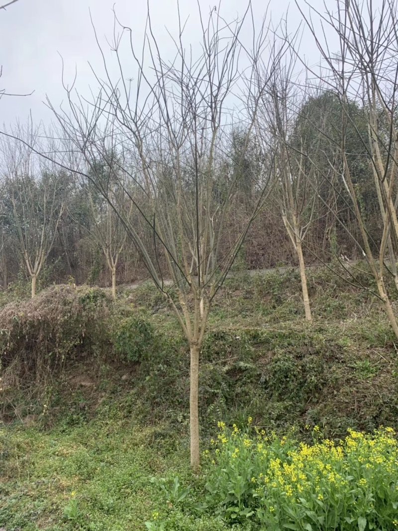 国槐，槐树，四川国槐基地出售，成都国槐批发价格