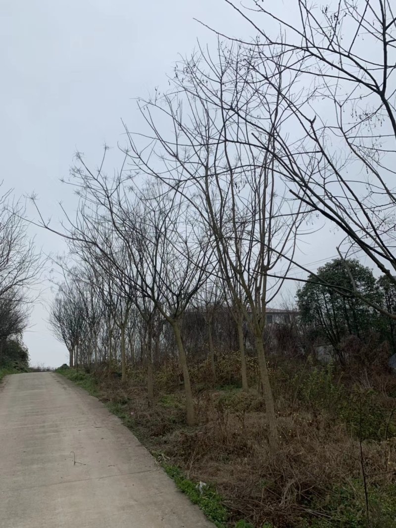 国槐，槐树，四川国槐基地出售，成都国槐批发价格