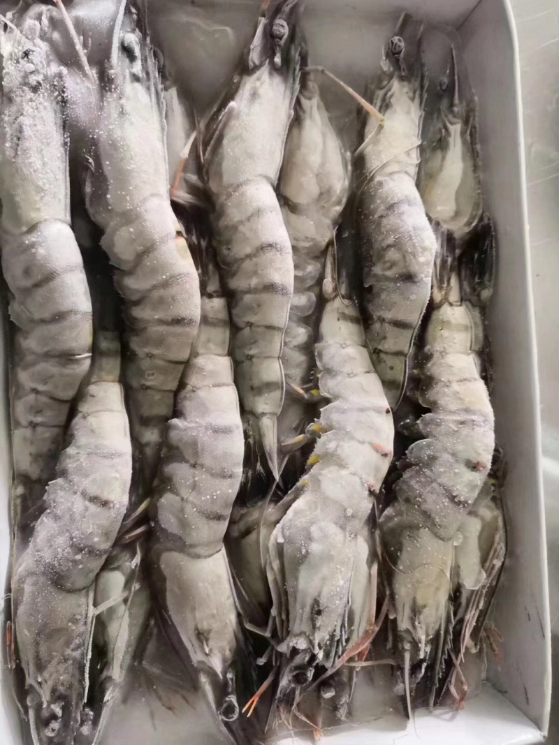 全规格草虾