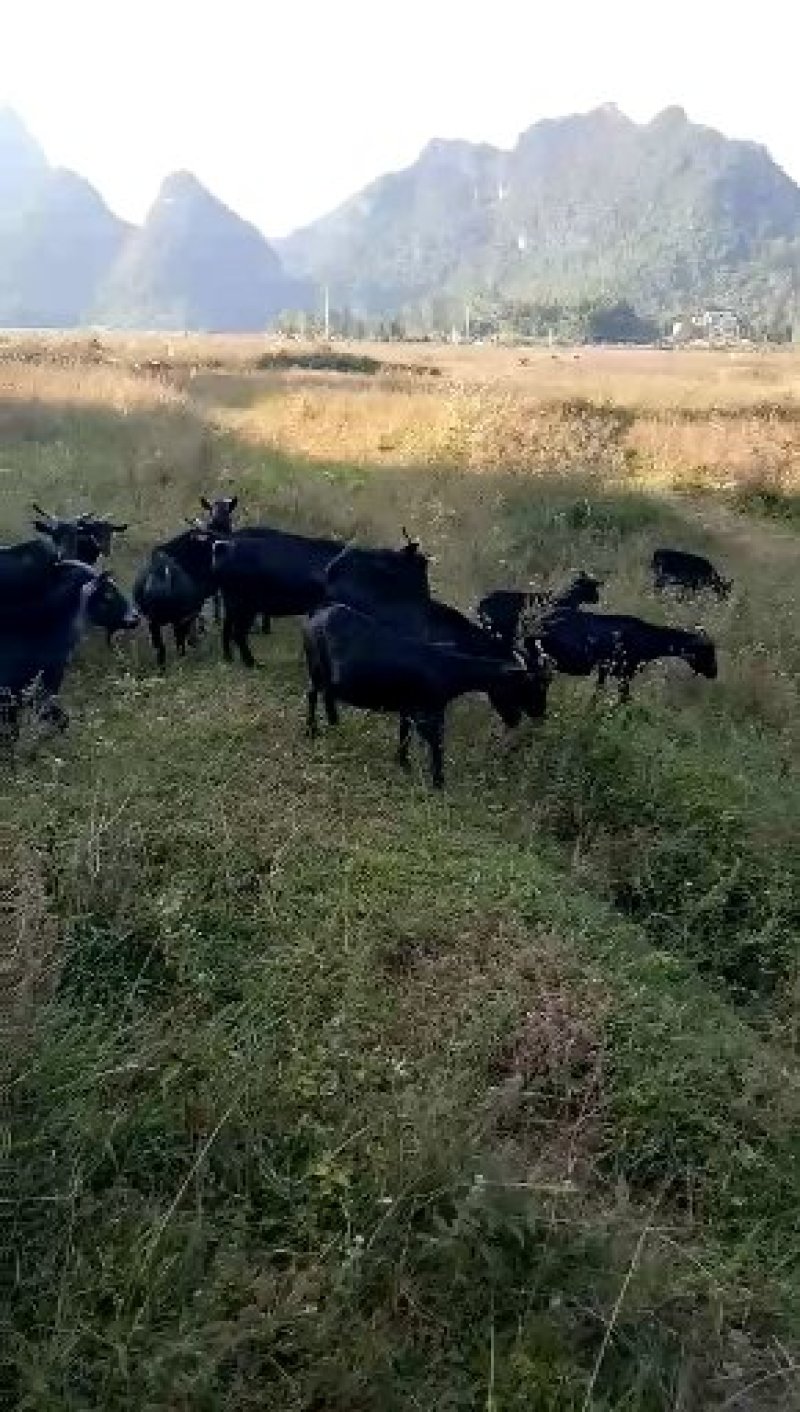 十万大山放养黑山羊，种羊，肉羊可现杀发货