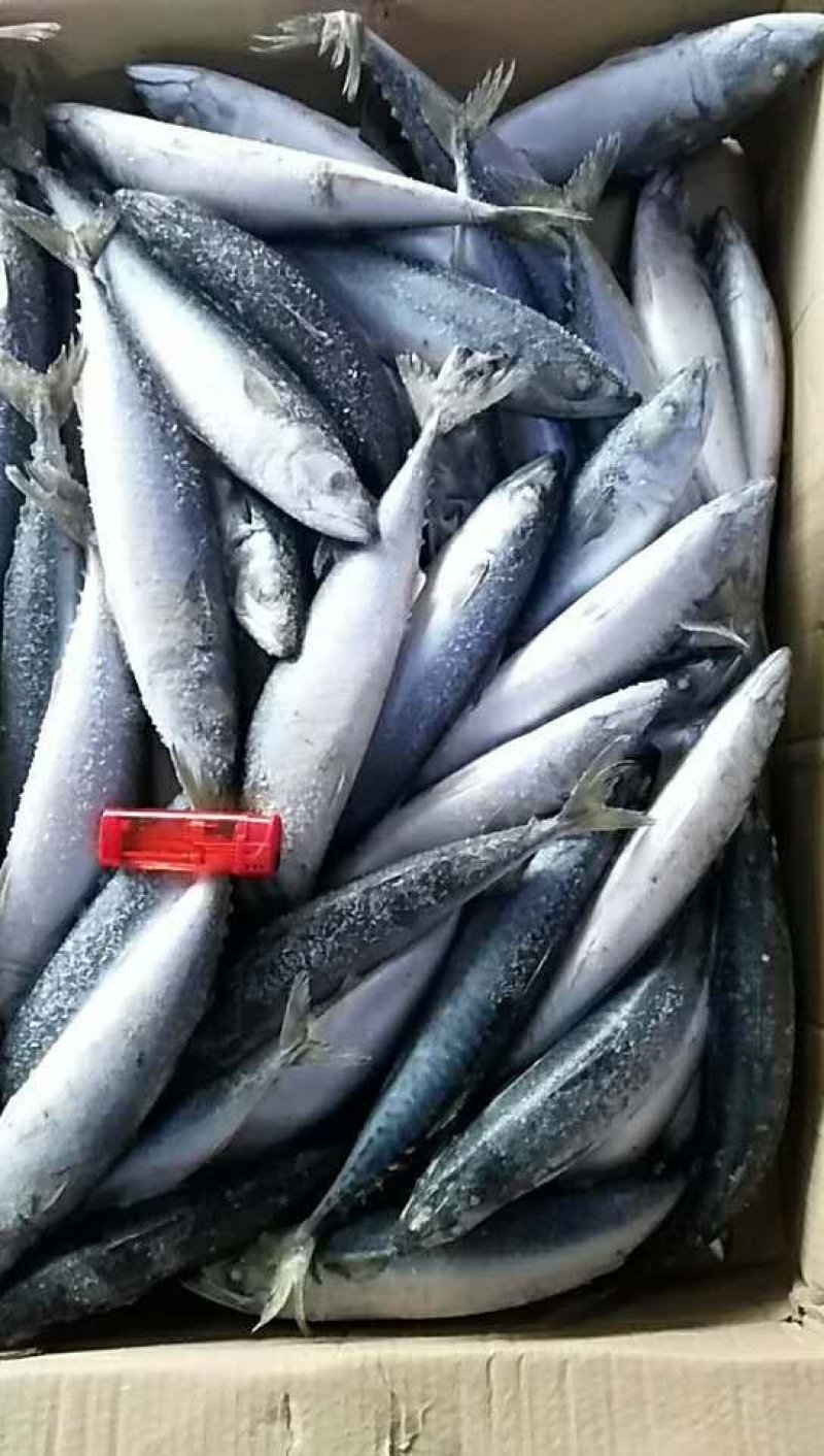出售山东荣成鲐鲅鱼冷冻一手货源顺风车发货运费便宜量大优惠