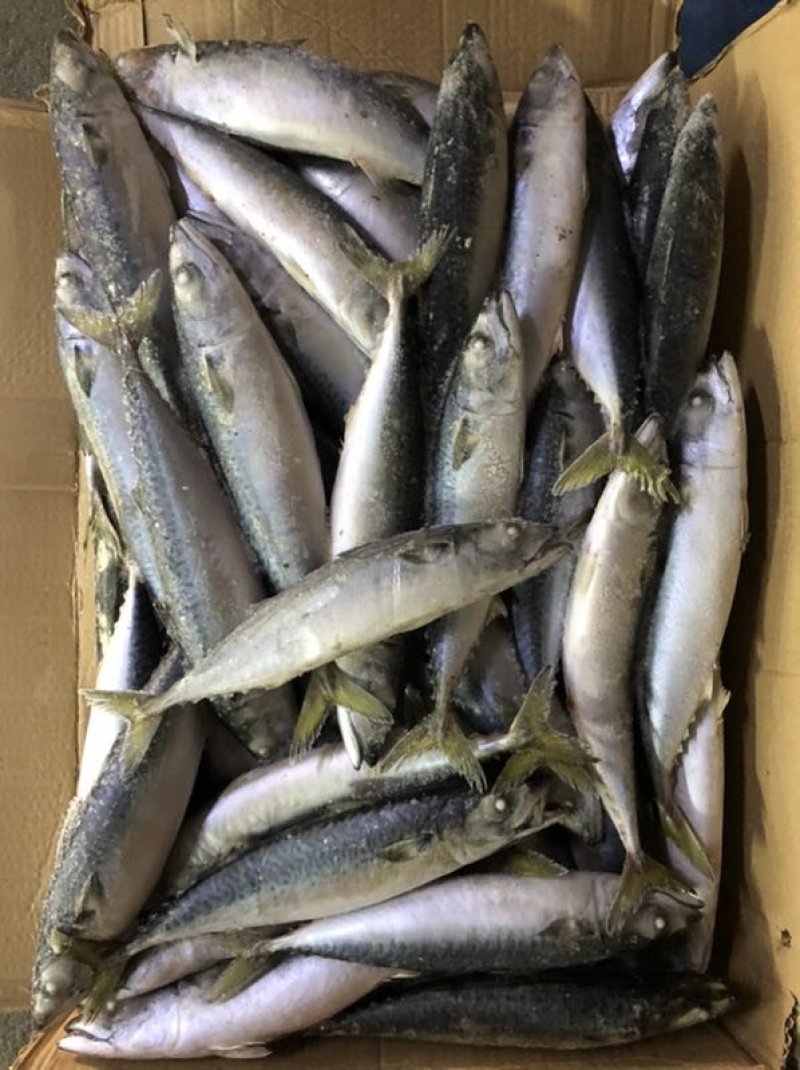 出售山东荣成鲐鲅鱼冷冻一手货源顺风车发货运费便宜量大优惠