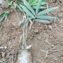 楠竹（毛竹）无防布杯苗50万株高15-30cm