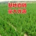 龙柏苗龙柏小苗龙柏树苗小龙柏龙柏绿化小