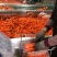 漳浦红萝卜农历12月份上市欢迎各位老板来预订…