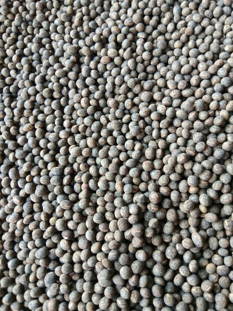 豌豆黑豌豆，量大价格代办火车运输，