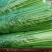 新鲜大棚芹菜，实心杆脆叶绿现挖现装地头菜