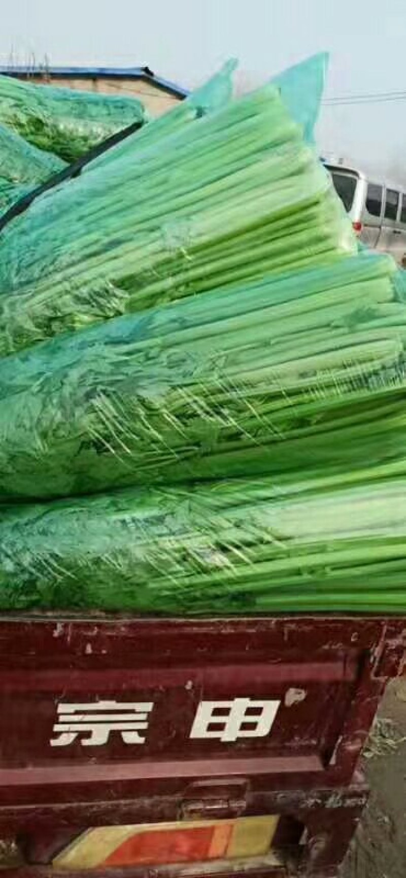 新鲜大棚芹菜，实心杆脆叶绿现挖现装地头菜