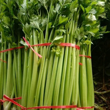 新鲜大棚芹菜，实心杆脆叶绿现挖现装地头菜