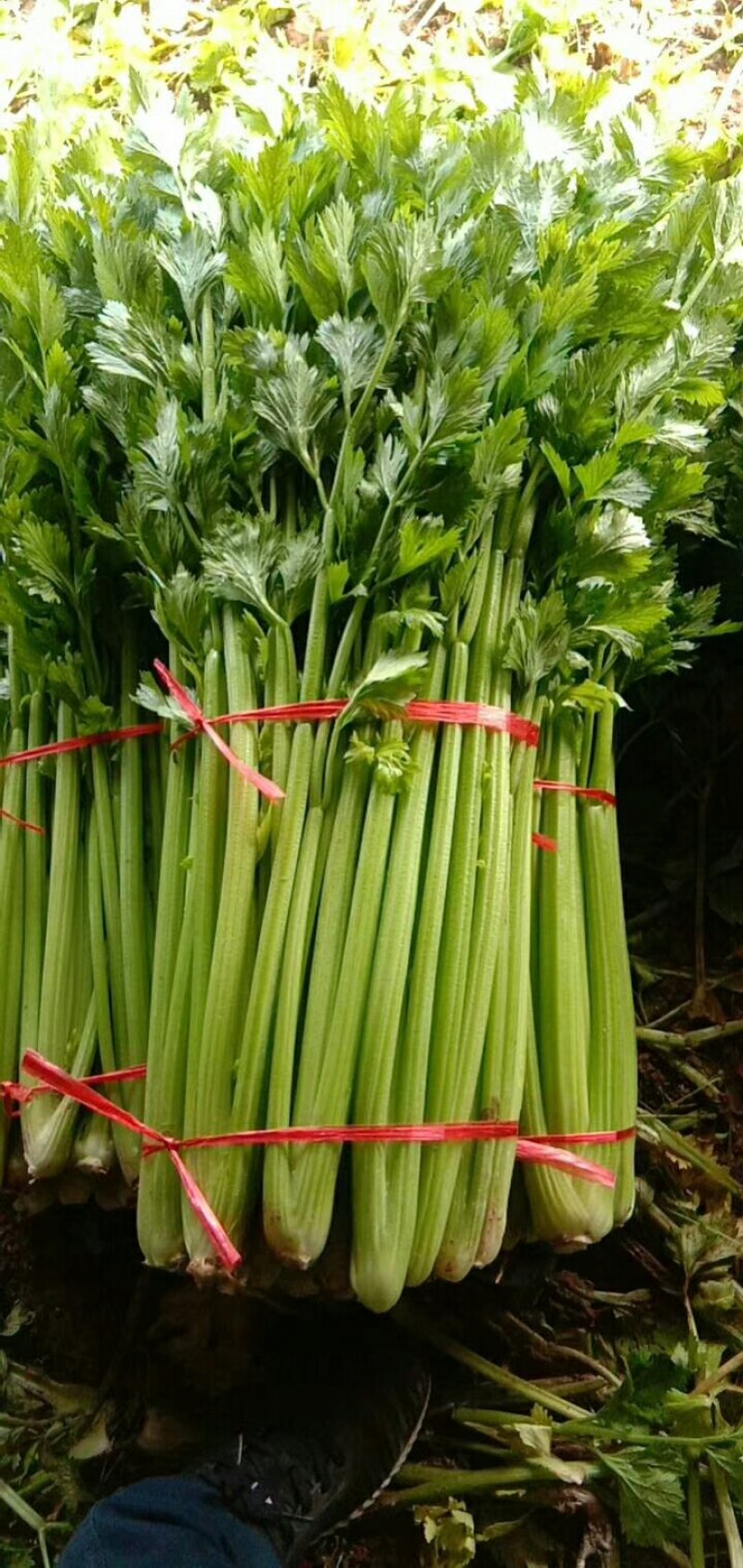 新鲜大棚芹菜，实心杆脆叶绿现挖现装地头菜