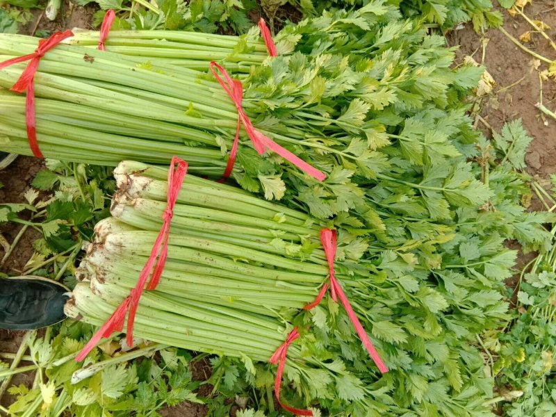 新鲜大棚芹菜，实心杆脆叶绿现挖现装地头菜