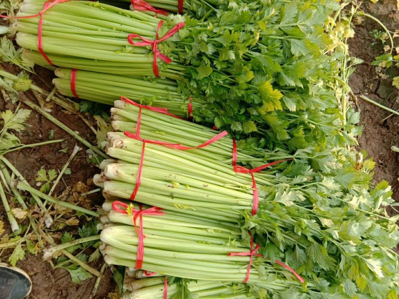 新鲜大棚芹菜，实心杆脆叶绿现挖现装地头菜