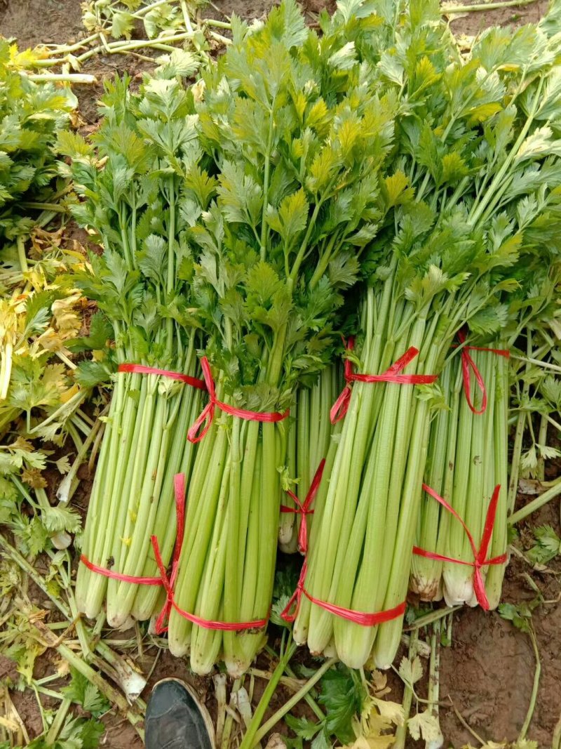 新鲜大棚芹菜，实心杆脆叶绿现挖现装地头菜