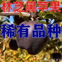 黑钻苹果苗新品种林芝黑苹果苗保真，数量有限